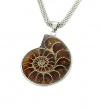Natural Ammonite Fossil Seashell Necklace 16ins Mesh Chain